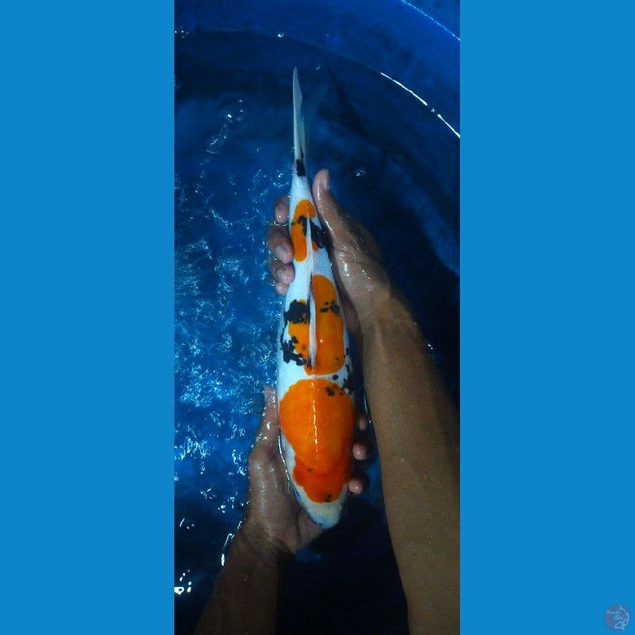 showa doitsu murni male 35cm
