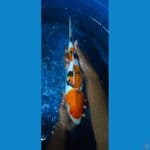 showa doitsu murni male 35cm