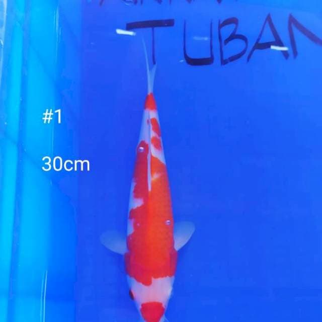 #1 KOHAKU 30cm