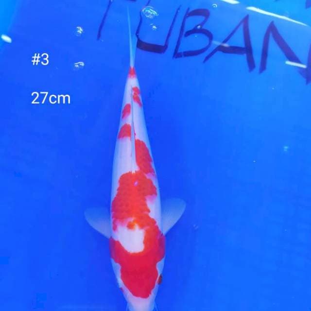 #3 KOHAKU 27cm