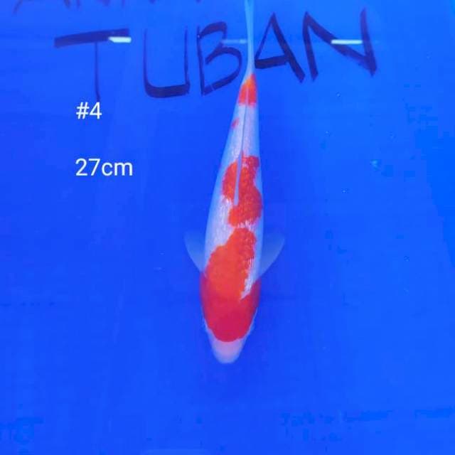#4 GINRIN KOHAKU 27cm