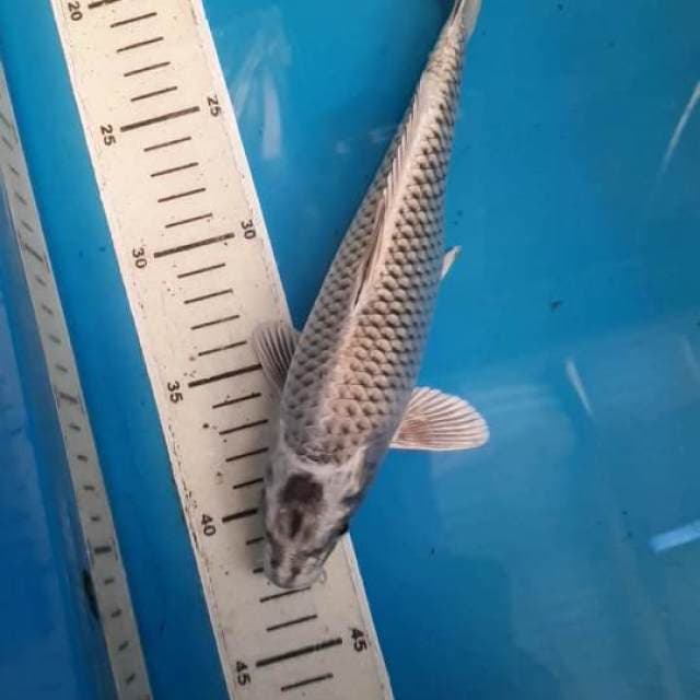 GIN MATSUBA 24 CM