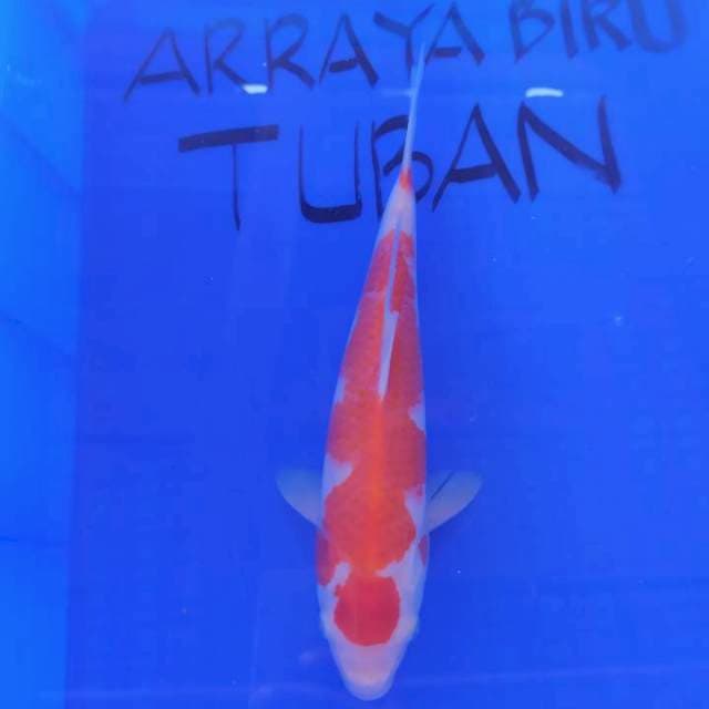#5 KOHAKU 33cm