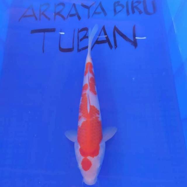 #6 KOHAKU 32cm