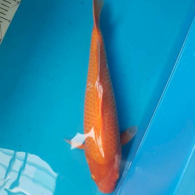 Benigoi F1 Sakai 2