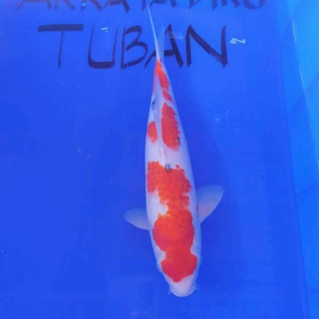 SANKE ORIGINAL 34cm