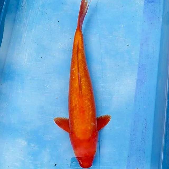 44cm Ginrin