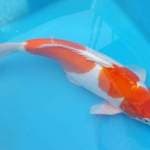 Jumbo 40cm Bulky Kohaku