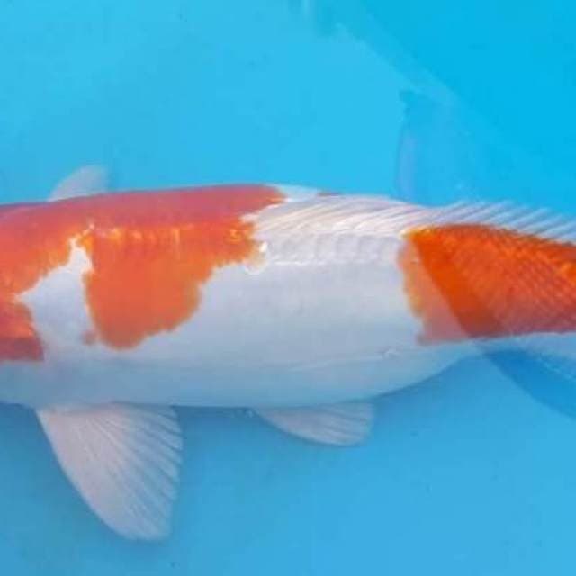 Jumbo 40cm Bulky Kohaku