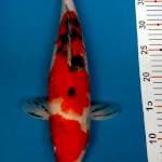 Sanke punuk 35cm