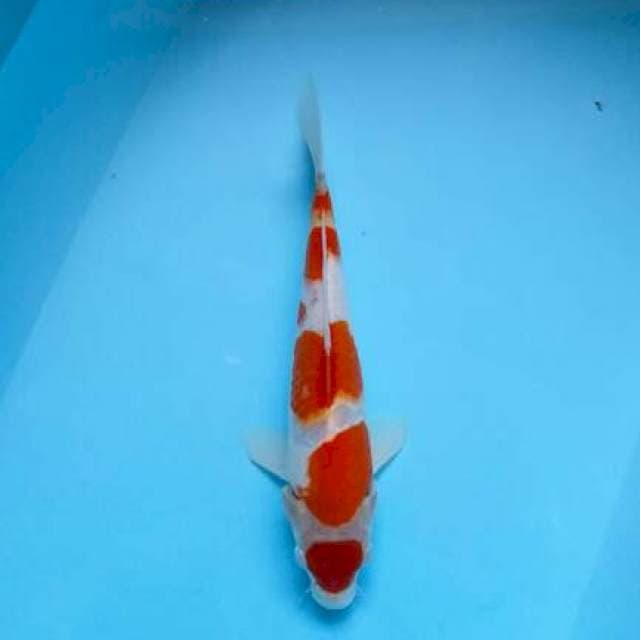kohaku