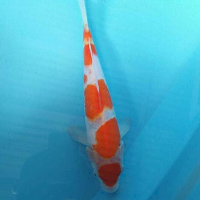 kohaku