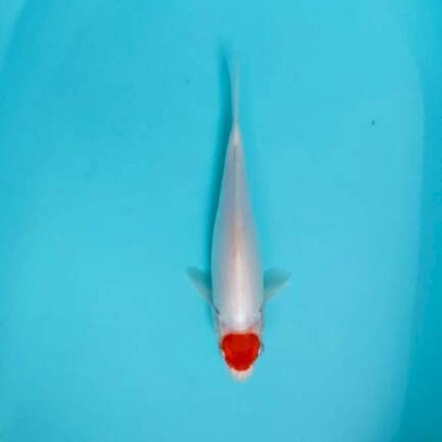 tanco kohaku