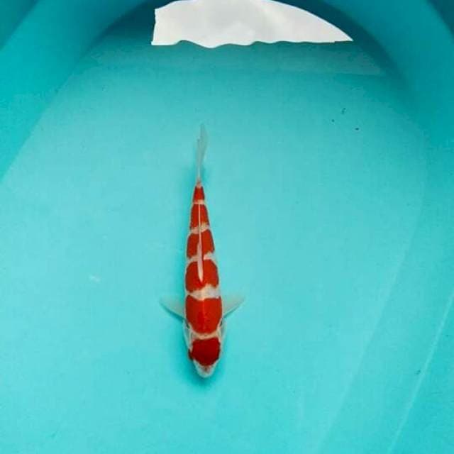 Kohaku maruten setep 5
