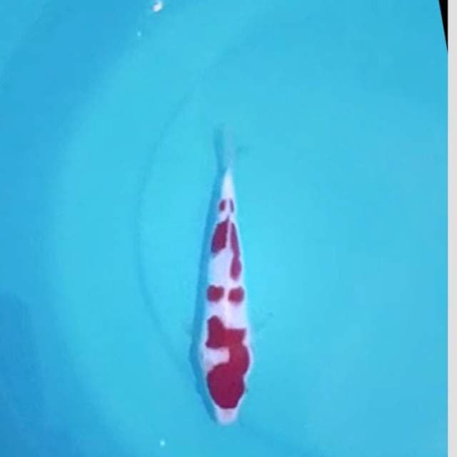 25bu super kohaku 20cm original merah darah