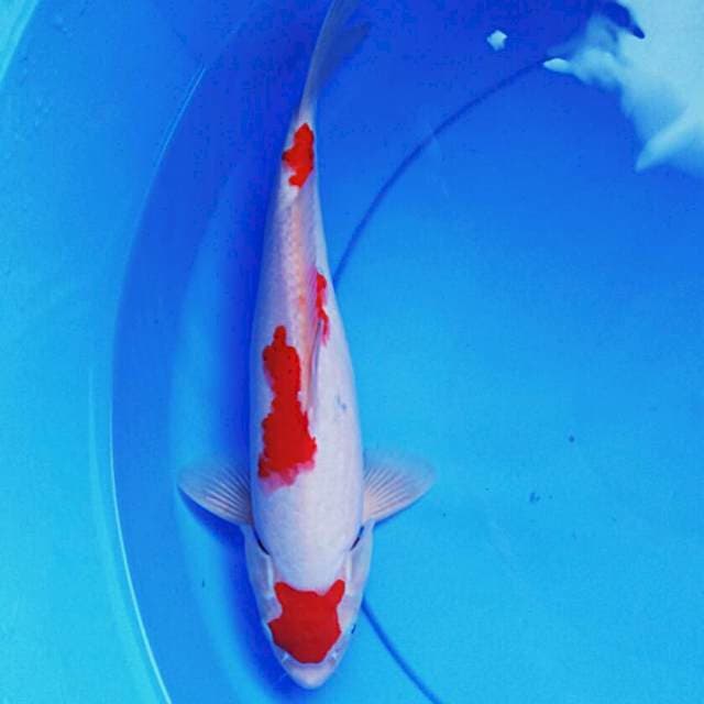 Kohaku josss 30cm male