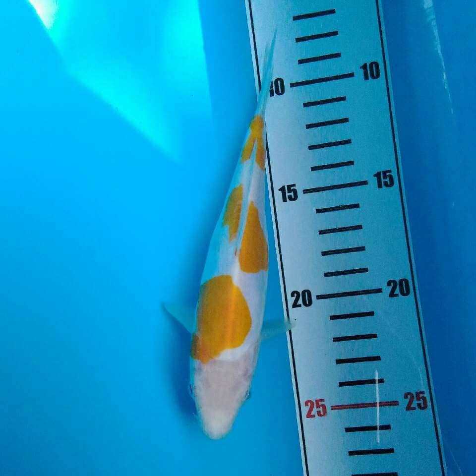Yellow kohaku doitsu murni (18cm)