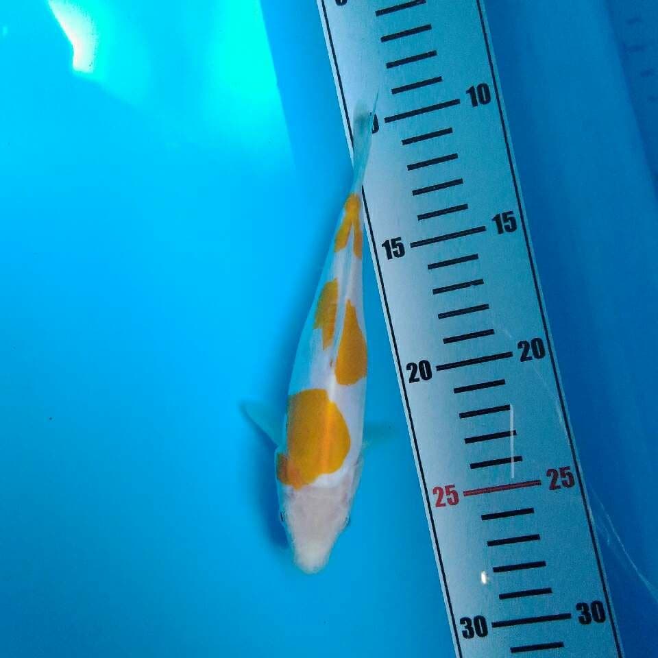 Yellow kohaku doitsu murni (18cm)