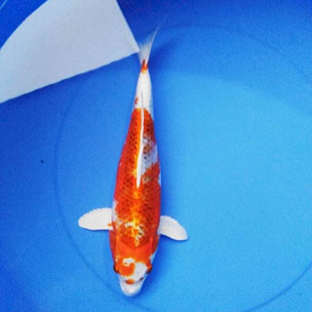 Kujaku bulky 34cm