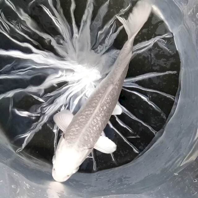 2. Platinum Ginrin || 30 cm