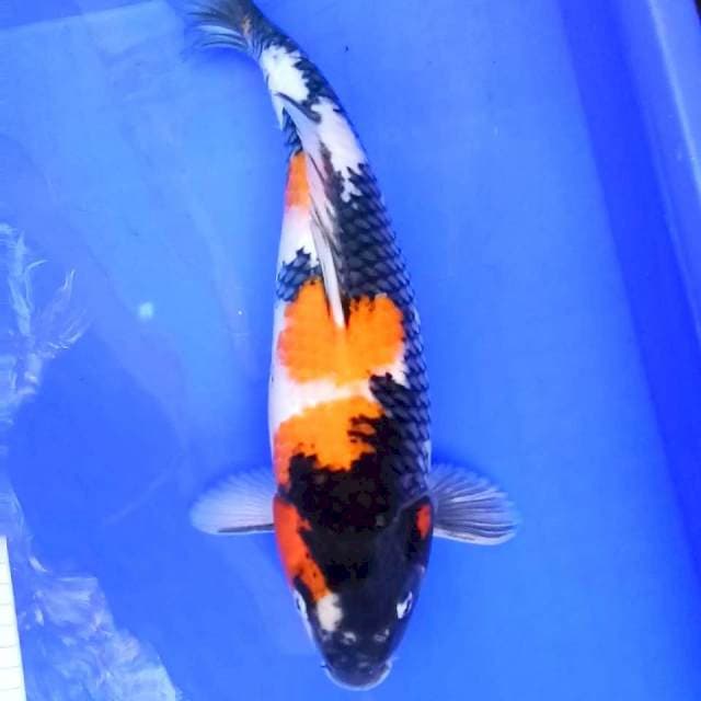 5. Ki Showa || 40 cm