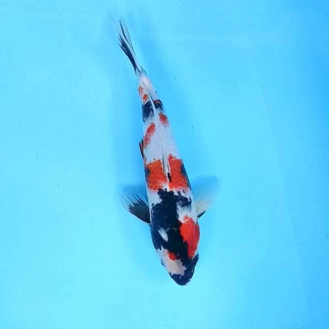 6. Kindai Showa || 30 cm || Jantan
