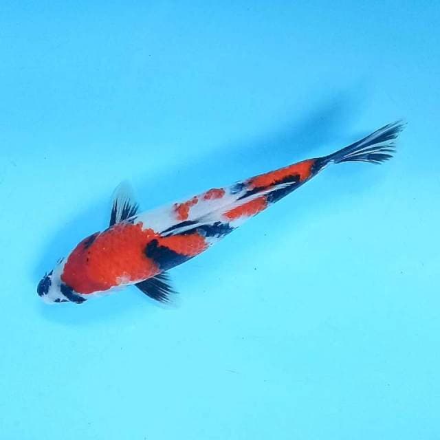 7. Showa || 33 cm