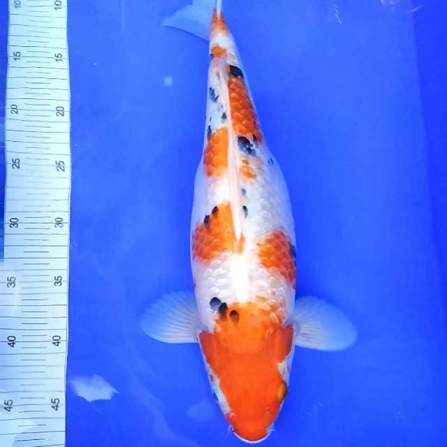 11. Sanke Gendong Telor || 44 cm