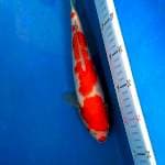 Kohaku Cantik 30 cm
