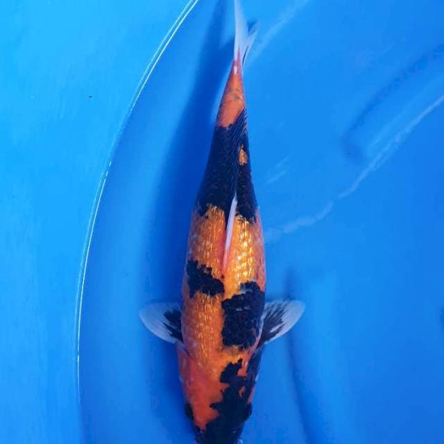 Hi Showa Ginrin 40cm