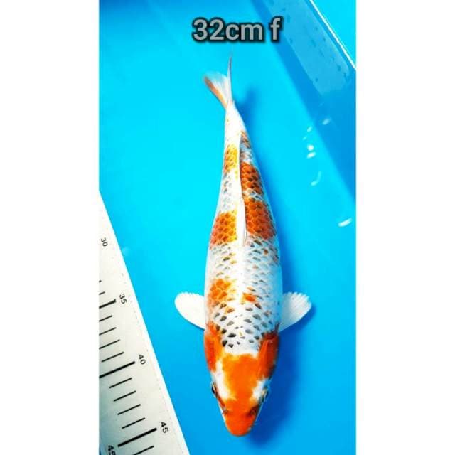Kujaku Bulky 32cm