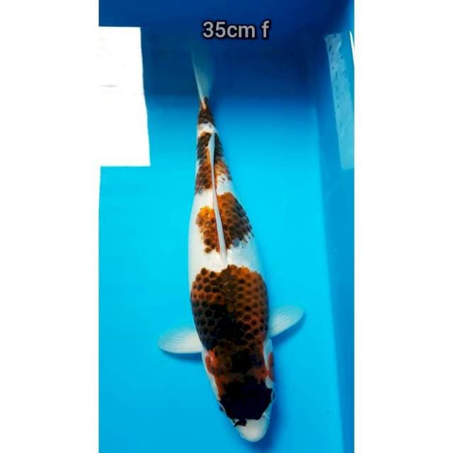 Budho Goromo 35cm 