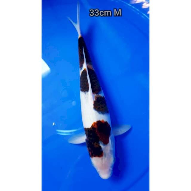 Budho Goromo 33cm 