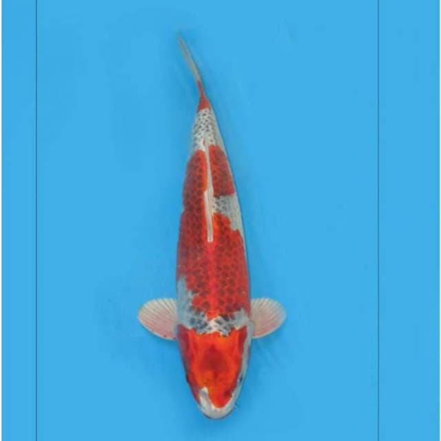 Kujyaku Male