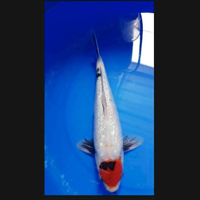Tanco Showa ginrin 31cm male
