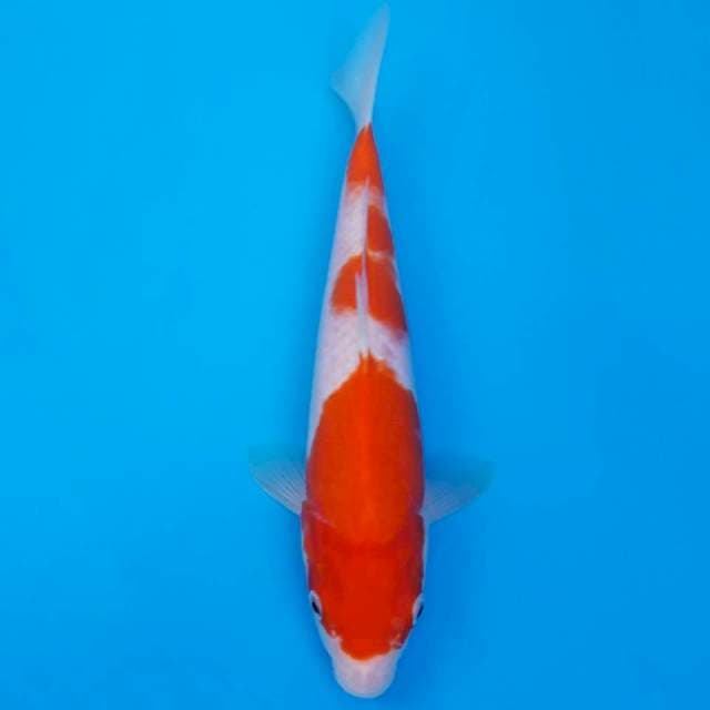 Kohaku 28cm