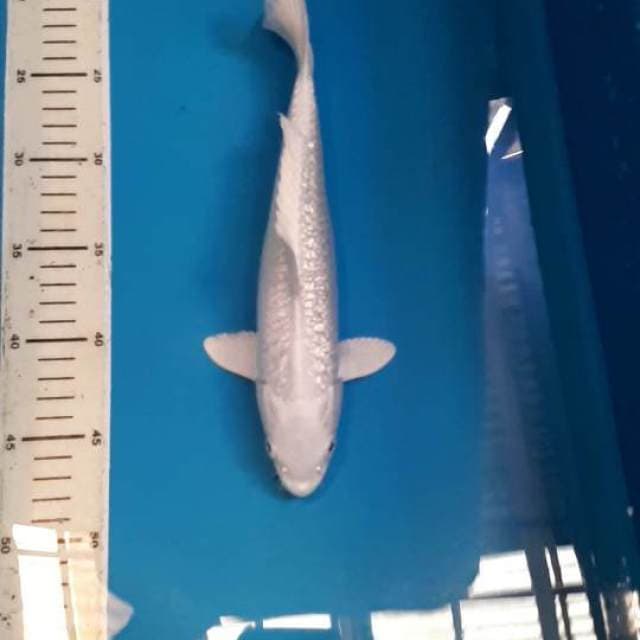 PLATINUM GINDRIN 26 CM