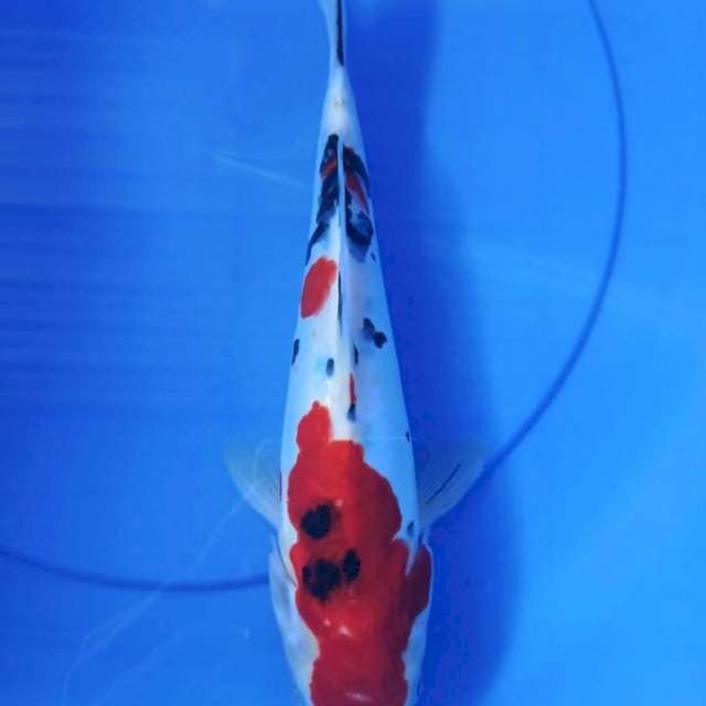 sanke doitsu 36cm