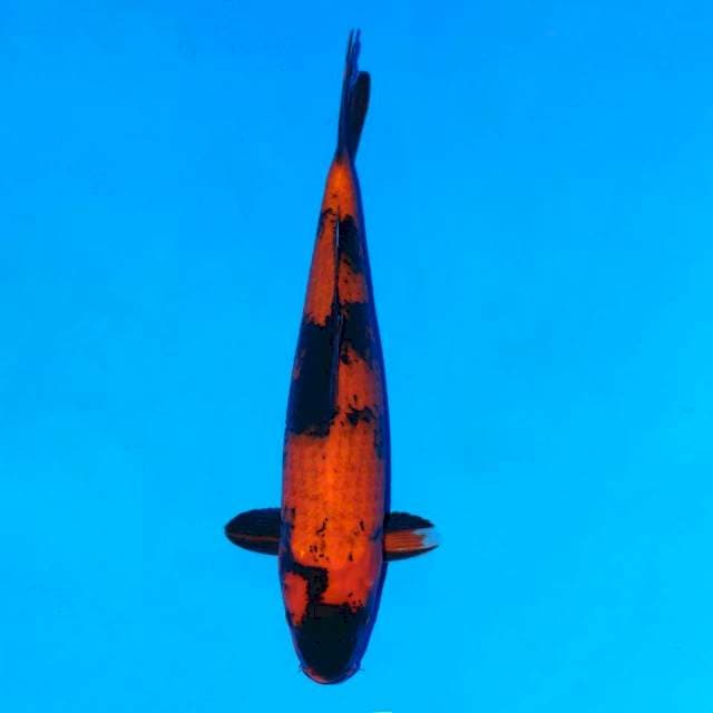 Hi Utsuri Merah