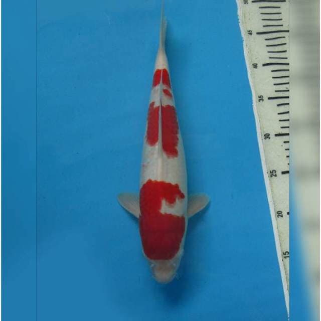 F1 RED KOHAKU