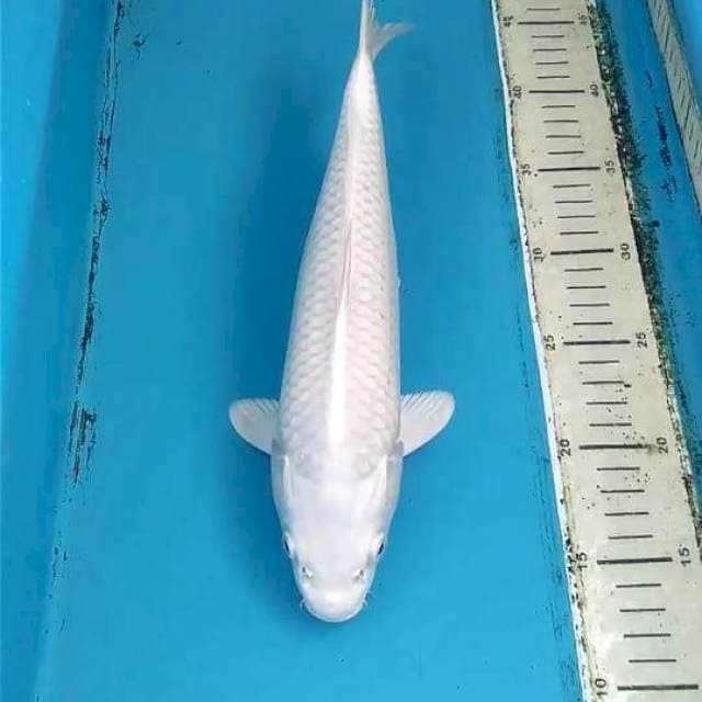 Platinum 32cm