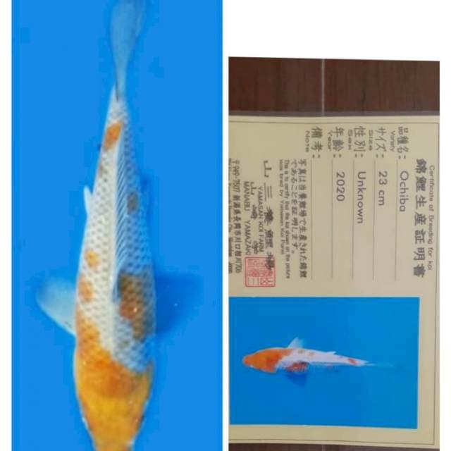 Ochiba yamasan