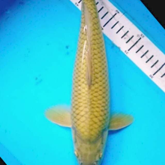 MIDORIGOi PUNUK 33 cm