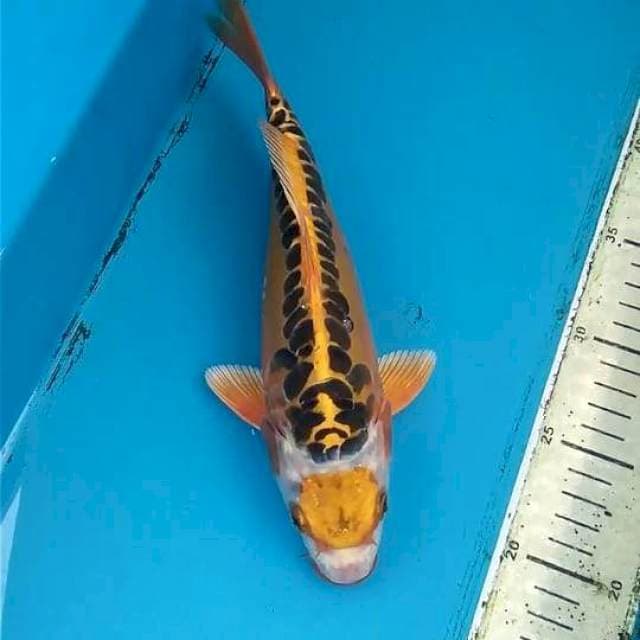 Maruten Mizuo 27cm