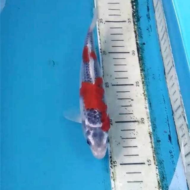 Goshiki 20cm