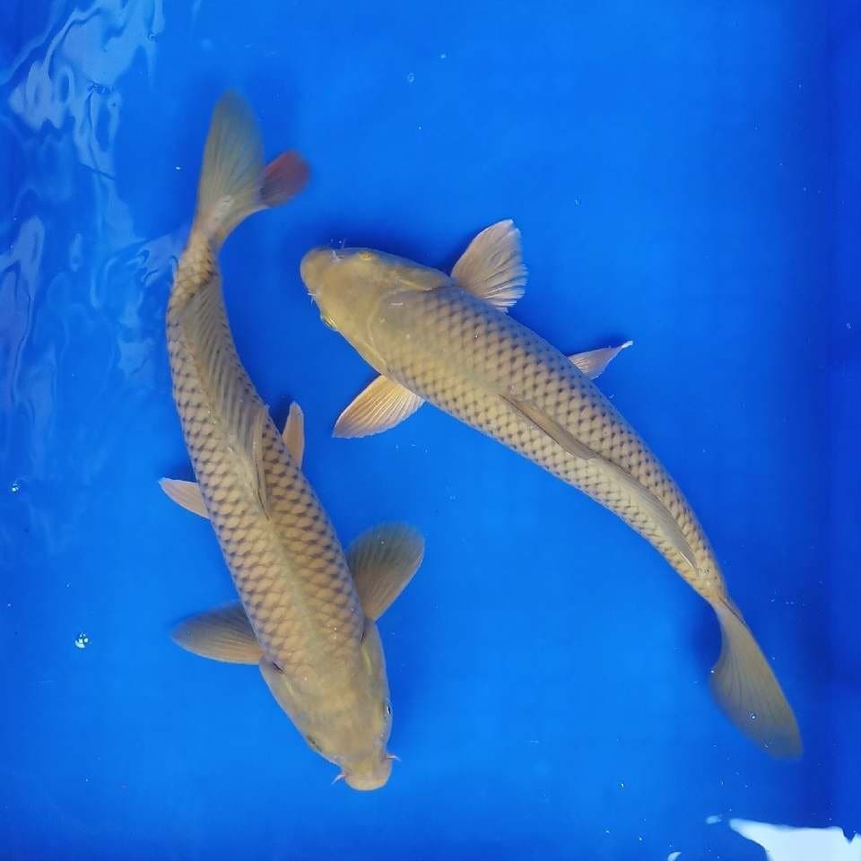 CHAGOI Duo
