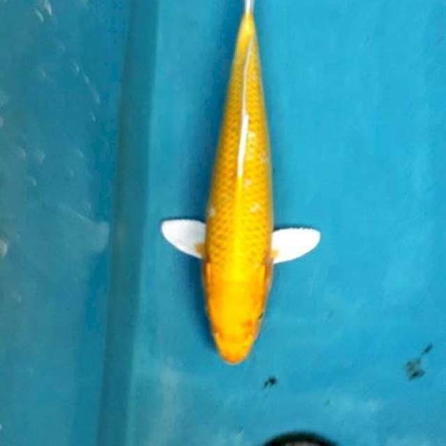 Ogon kuning gading