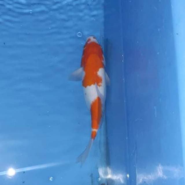 Kohaku 33cm bulki