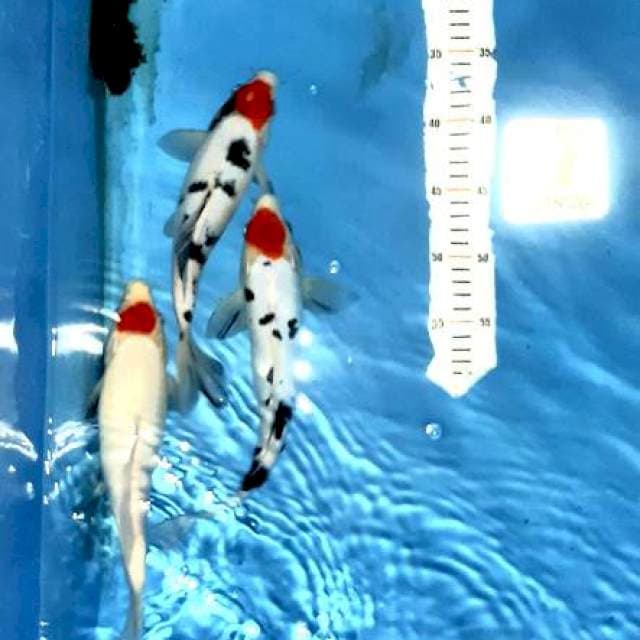 Trio tancho . 31. 33.34cm