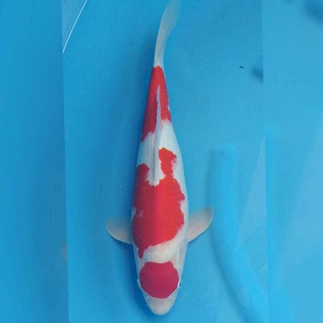 Ogata Jumbo Male Maruten Kohaku